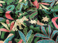 Leo's Jungle Viscose & Linen